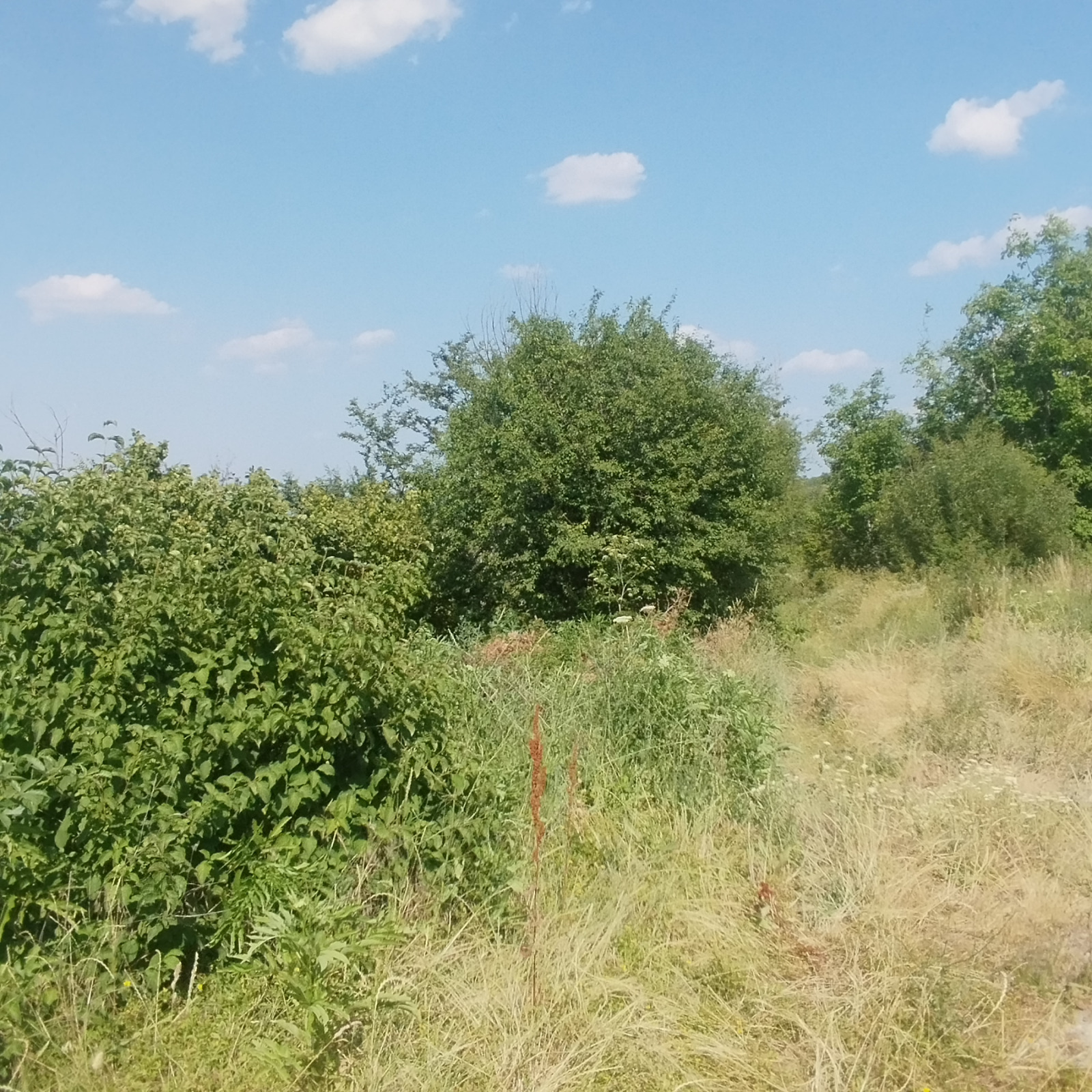 Продава ПАРЦЕЛ, с. Шереметя, област Велико Търново, снимка 2 - Парцели - 54533630