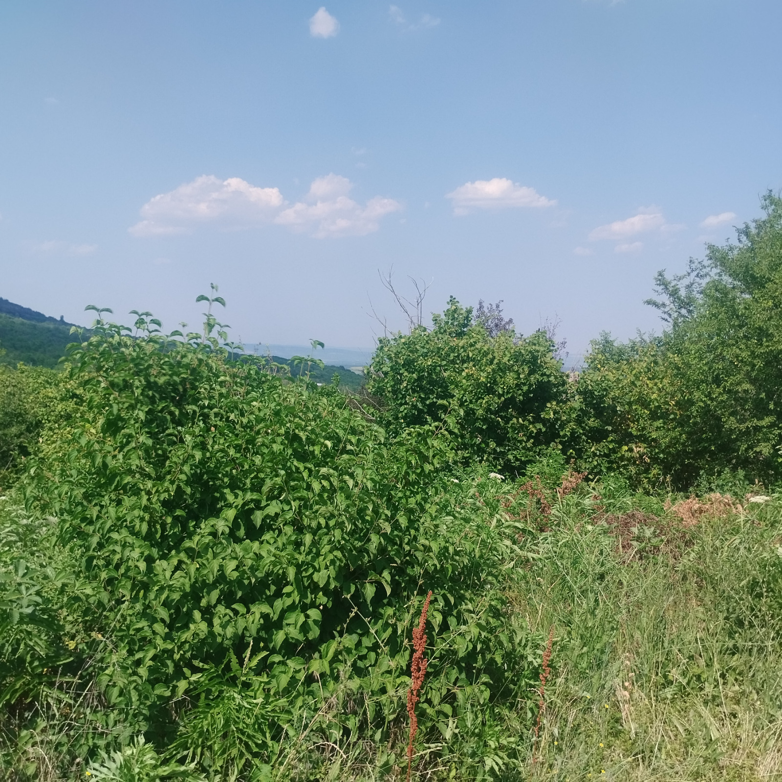 Продава ПАРЦЕЛ, с. Шереметя, област Велико Търново, снимка 4 - Парцели - 53707131