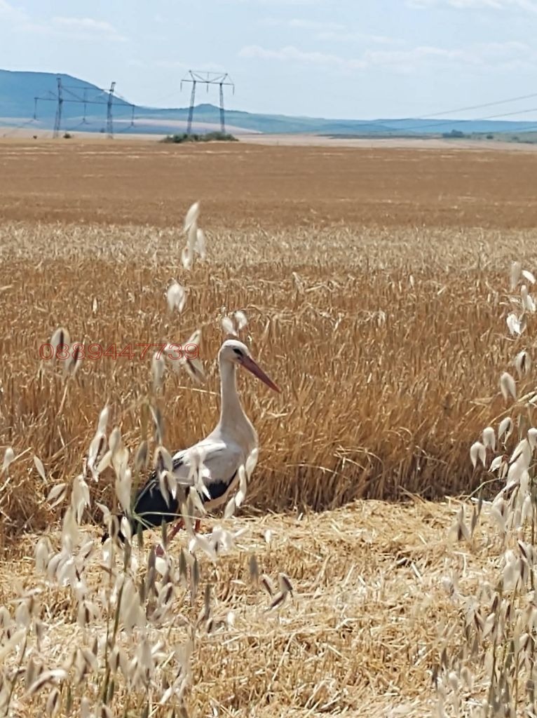 Продава ПАРЦЕЛ, гр. Варна, с. Звездица, снимка 3 - Парцели - 52937175