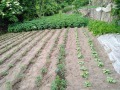 Продава КЪЩА, с. Орешец, област Пловдив, снимка 13