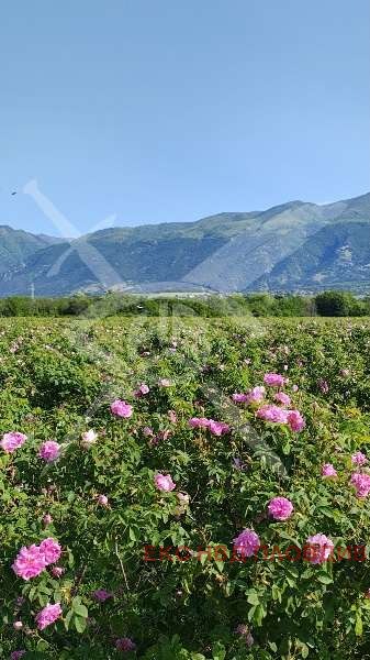 Продава ЗЕМЕДЕЛСКА ЗЕМЯ, гр. Карлово, област Пловдив