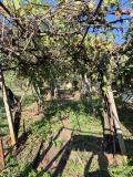 Продава КЪЩА, с. Никюп, област Велико Търново, снимка 8