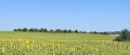 Продава ПАРЦЕЛ, област Варна, гр. Бяла • 155000 € / 303153.65 лв. • 70305048 5