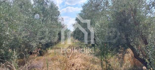 ������� ������ | Imot.bg � ����������� 11
