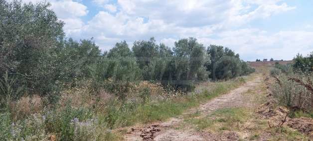 Продава ПАРЦЕЛ, Извън страната, област Извън страната, снимка 6 - Парцели - 54846457