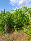 Продава ПАРЦЕЛ, с. Мененкьово, област Пазарджик, снимка 5