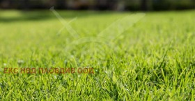 ����� ������� ������,�. �����������, ������ �������