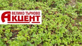   | Imot.bg    2