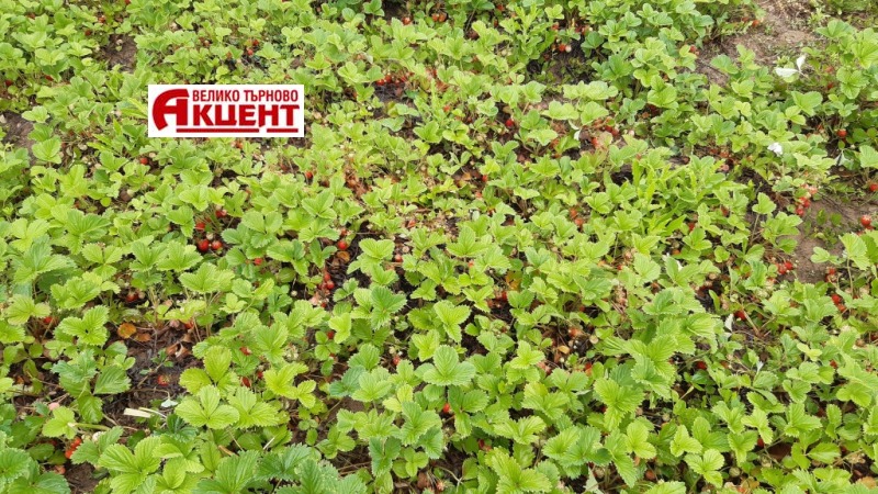 Продается  Дом область Велико Тырново , Вишовград , 65 кв.м | 33324129 - изображение [2]