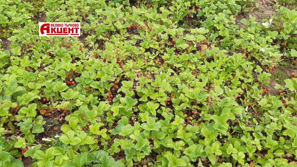 Продава КЪЩА, с. Вишовград, област Велико Търново, снимка 2 - Къщи - 50443285