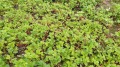 Продава КЪЩА, с. Вишовград, област Велико Търново, снимка 2