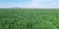 Продава ЗЕМЕДЕЛСКА ЗЕМЯ, гр. Севлиево, област Габрово, снимка 3