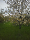 Продава ПАРЦЕЛ, с. Левски, област Варна, снимка 3