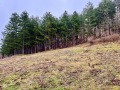 Продава ПАРЦЕЛ, област Пловдив, с. Тополово • 52000 € • 90224812 — Holmes.bg