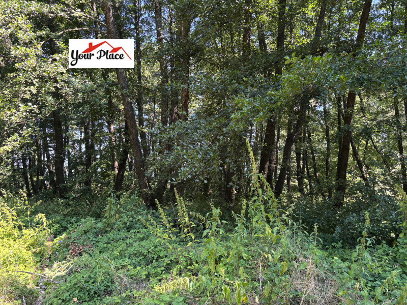 Продава БИЗНЕС ИМОТ, с. Гърляно, област Кюстендил, снимка 16 - Други - 52015904