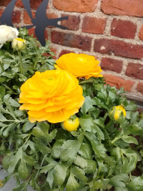 ����� ������� �������,�. ���� ����, ������ ������