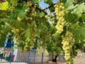 Дава под наем ВИЛА, гр. Враца, Дъбника, снимка 3