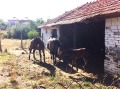 Под наем КЪЩА, област Хасково, с. Каменна река • 153 € • 59601567 — Holmes.bg